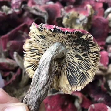 野生正红菇小开伞好吃的菇福建龙岩