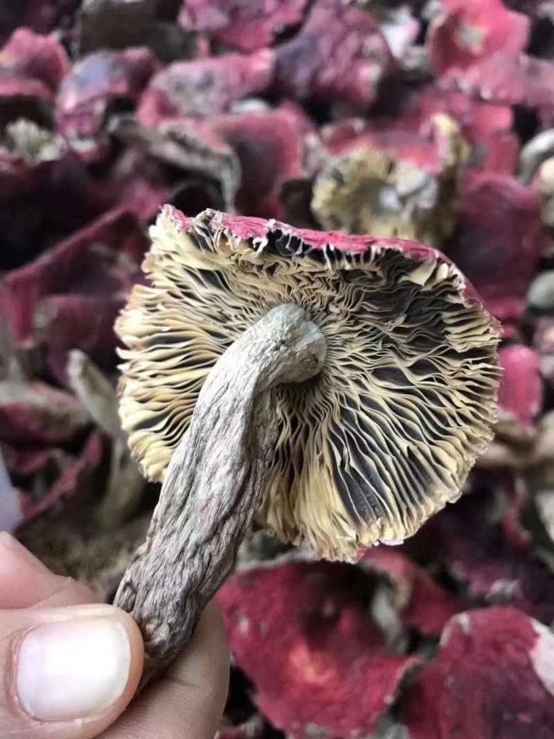野生正红菇小开伞好吃的菇福建龙岩
