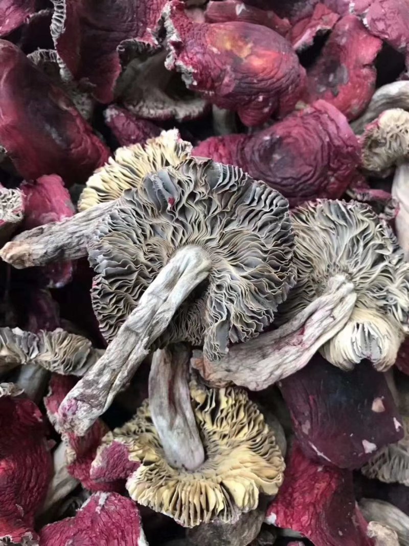 野生正红菇小开伞好吃的菇福建龙岩
