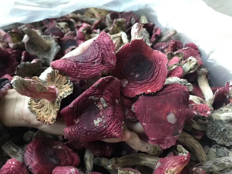 野生正红菇小开伞好吃的菇福建龙岩