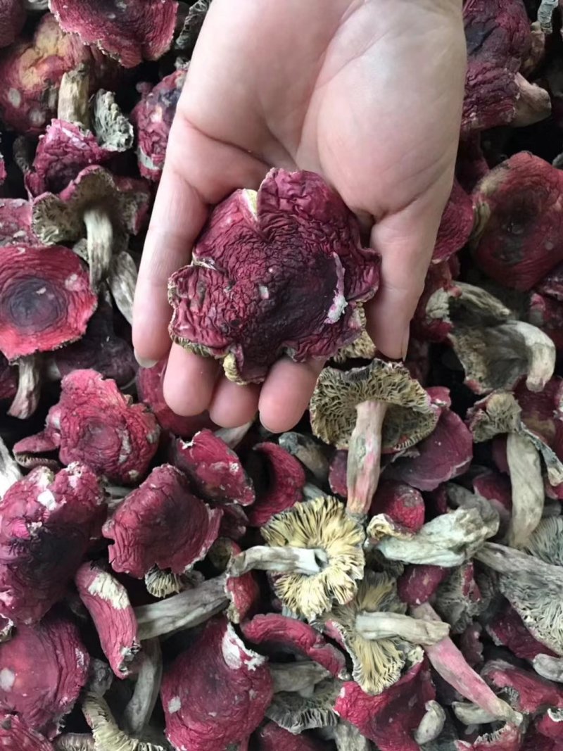 野生正红菇小开伞好吃的菇福建龙岩