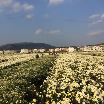 福白菊胎菊