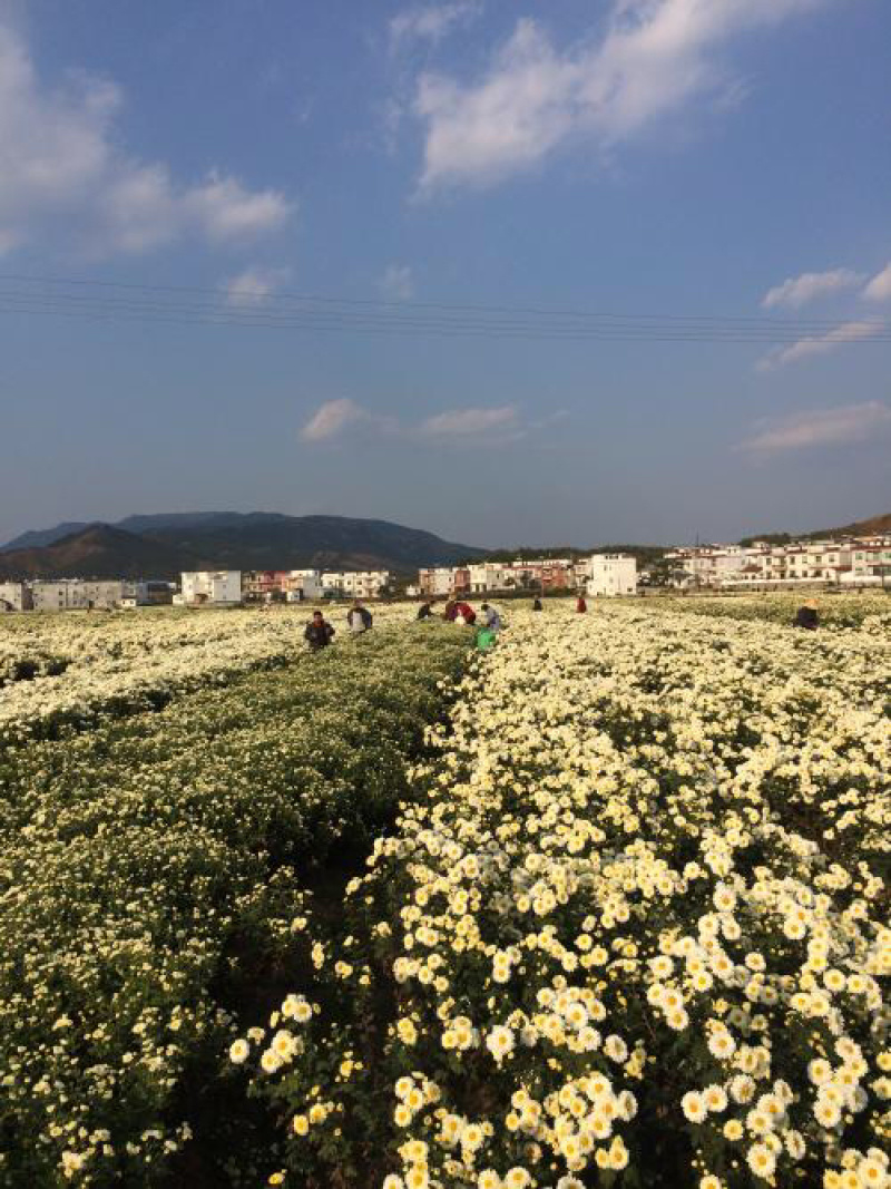福白菊胎菊