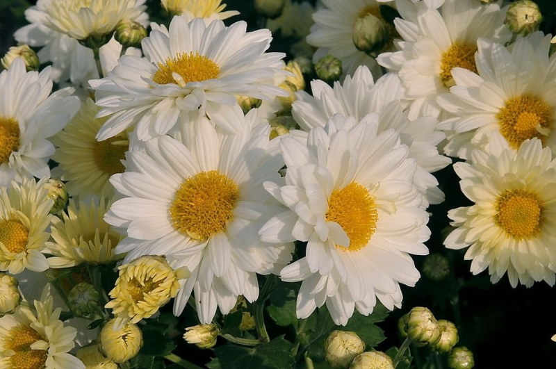 福白菊胎菊