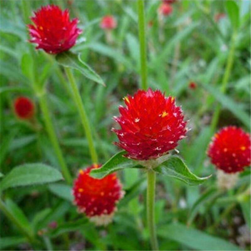 千日红/千日紫种子花期长易种植花坛花海景观绿化花卉种子