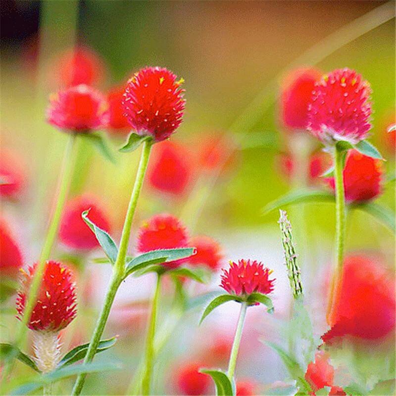 千日红/千日紫种子花期长易种植花坛花海景观绿化花卉种子