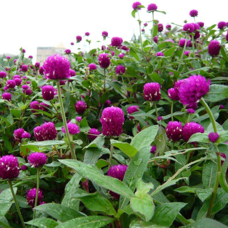 千日红/千日紫种子花期长易种植花坛花海景观绿化花卉种子