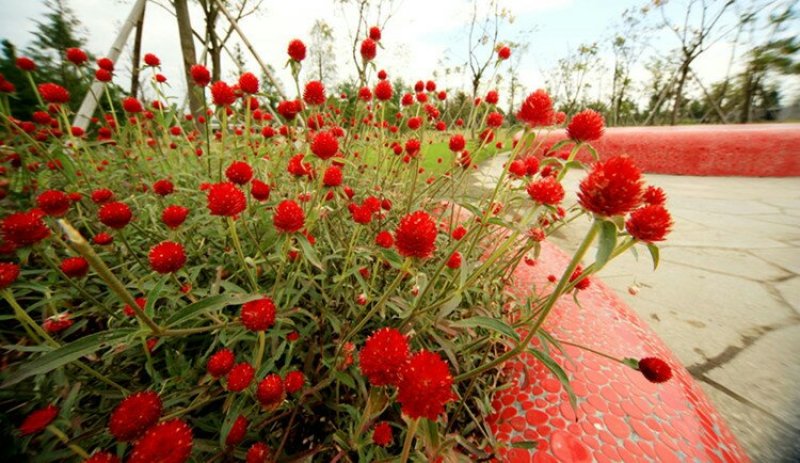 千日红/千日紫种子花期长易种植花坛花海景观绿化花卉种子