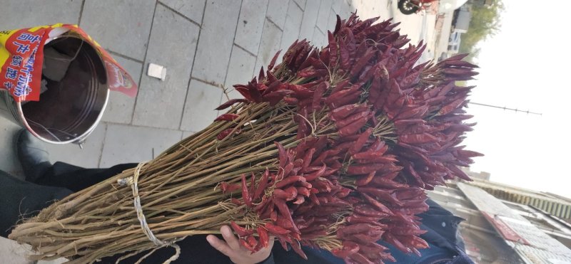 山东济宁三樱干辣椒上市，欢迎采购，批发市场专供