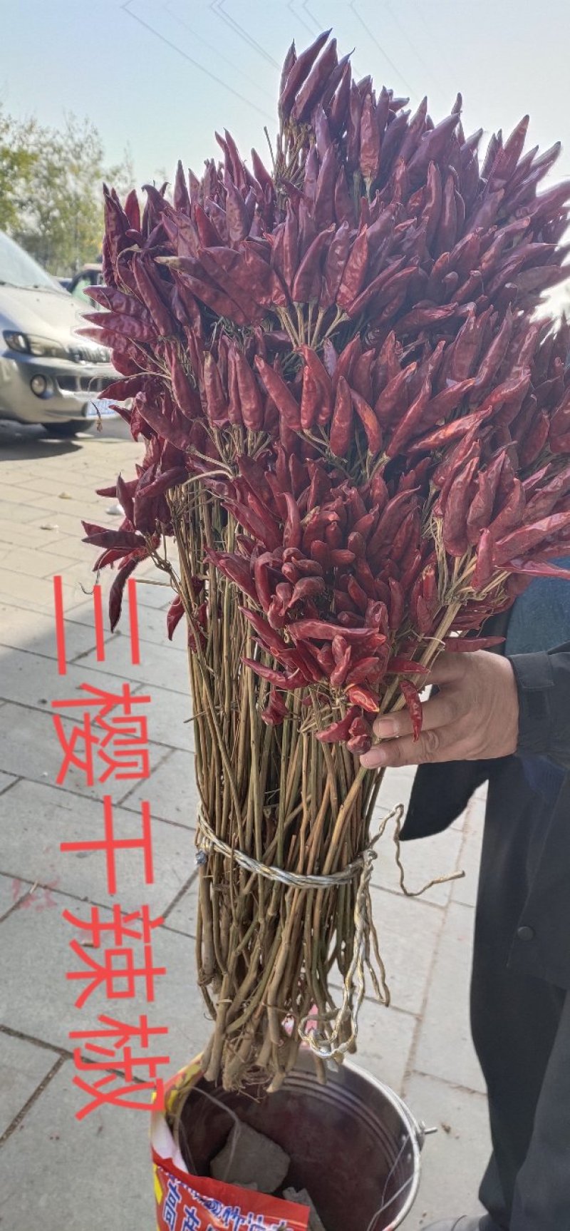 山东济宁三樱干辣椒上市，欢迎采购，批发市场专供