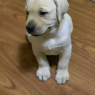 精品拉布拉多犬双血统结构漂亮呆萌可爱
