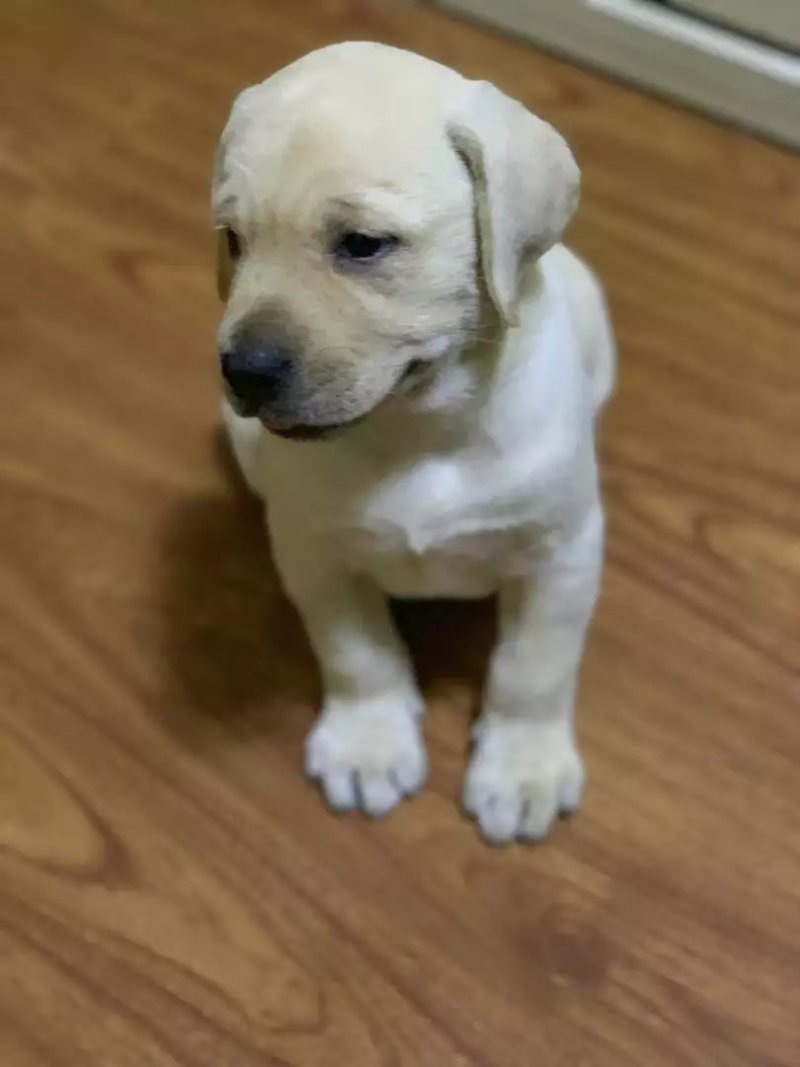 精品拉布拉多犬双血统结构漂亮呆萌可爱