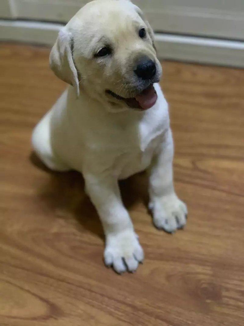 精品拉布拉多犬双血统结构漂亮呆萌可爱