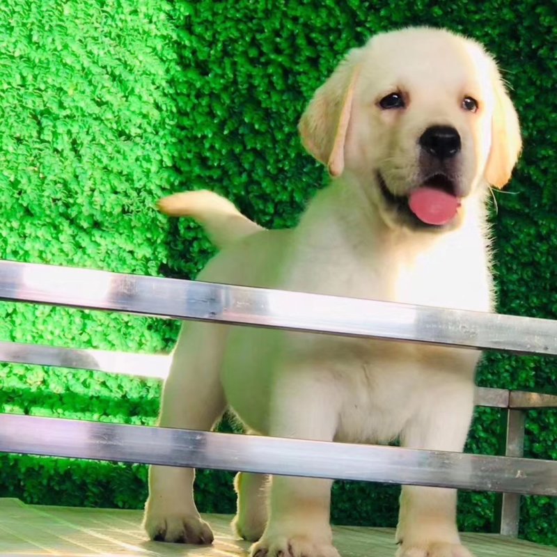 精品拉布拉多犬双血统结构漂亮呆萌可爱