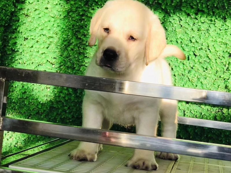 精品拉布拉多犬双血统结构漂亮呆萌可爱