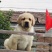 精品拉布拉多犬双血统结构漂亮呆萌可爱