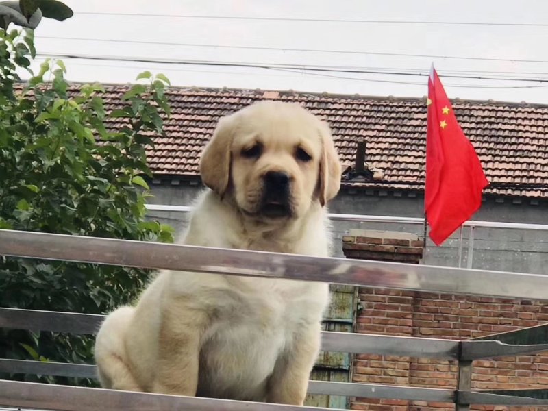 精品拉布拉多犬双血统结构漂亮呆萌可爱