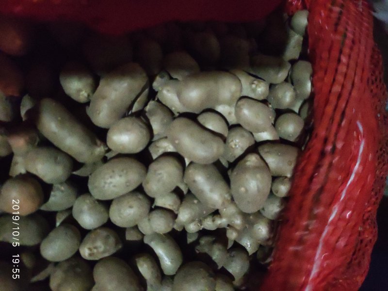 山药豆优质潍坊产地白玉山药豆产地直供山药豆