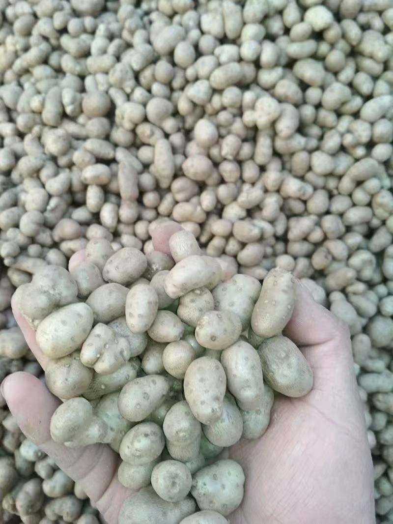 山药豆优质潍坊产地白玉山药豆产地直供山药豆