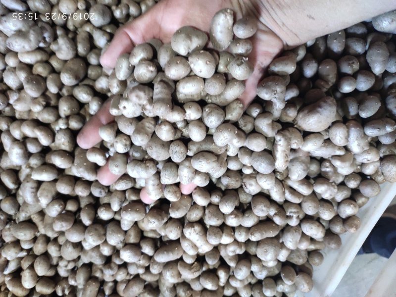山药豆优质潍坊产地白玉山药豆产地直供山药豆