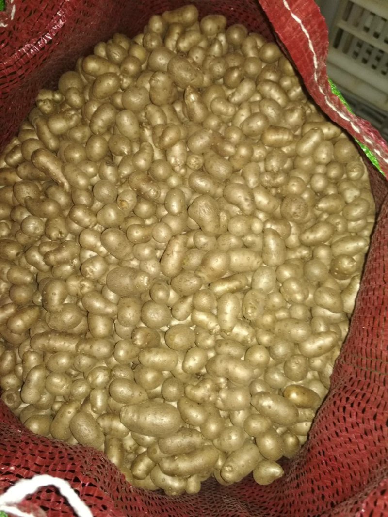 山药豆优质潍坊产地白玉山药豆产地直供山药豆