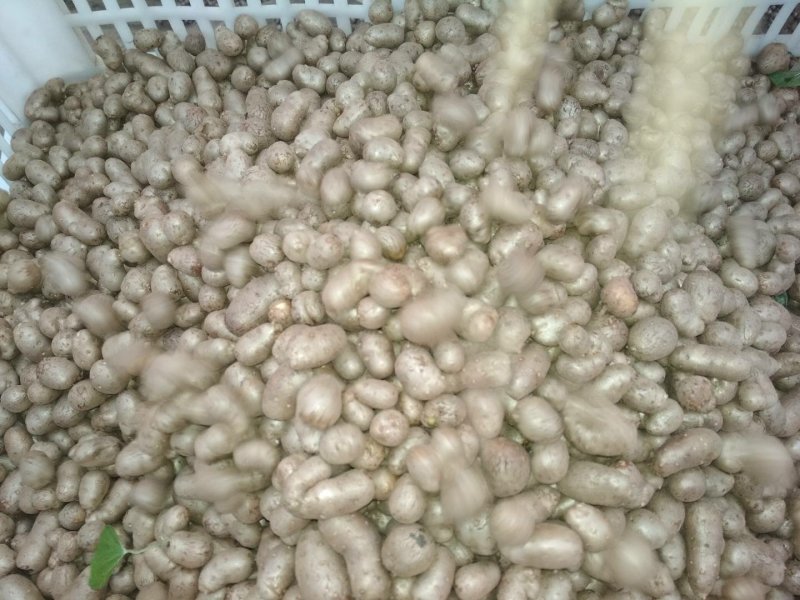 山药豆优质潍坊产地白玉山药豆产地直供山药豆