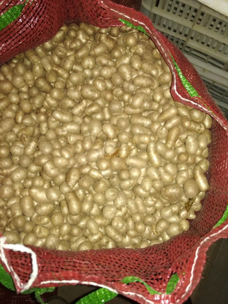 山药豆优质潍坊产地白玉山药豆产地直供山药豆