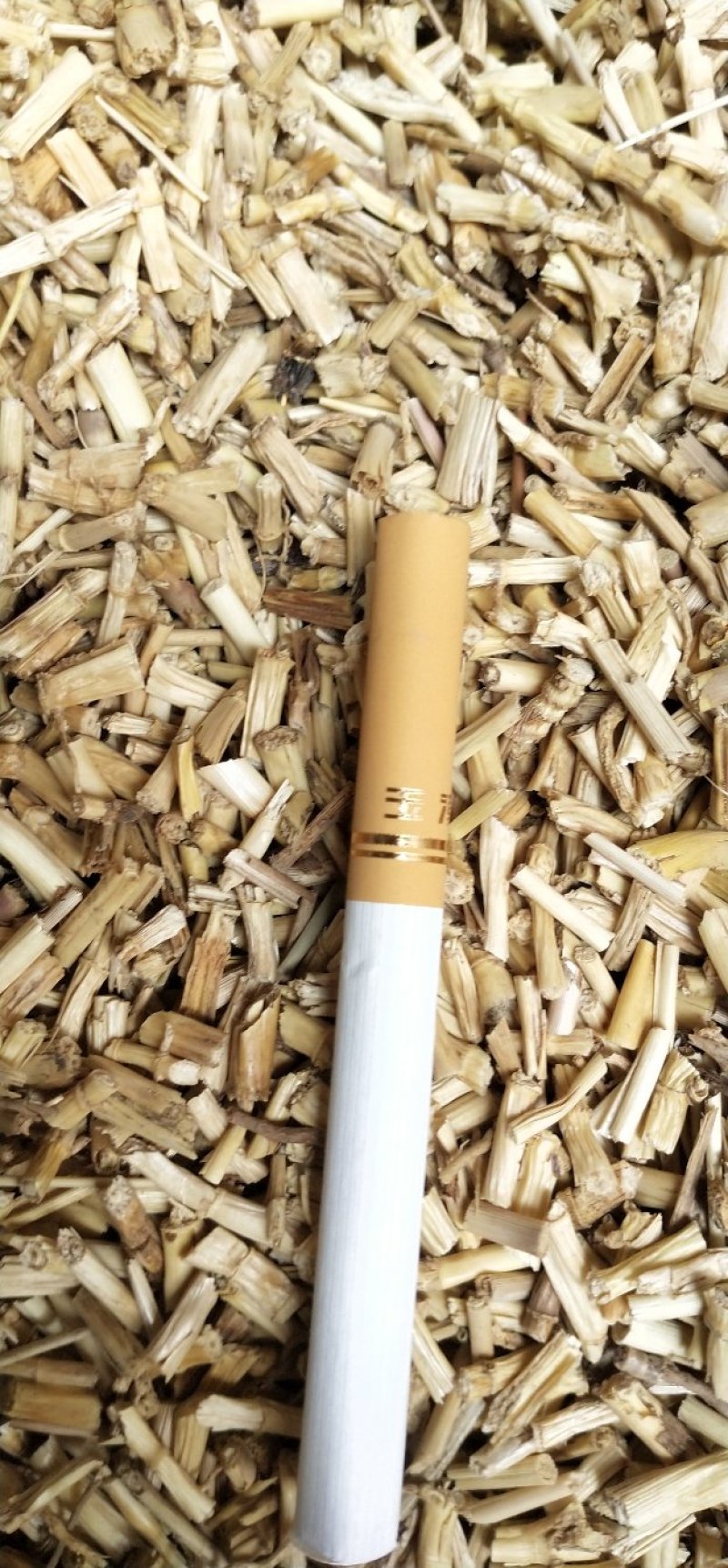 毫州白茅根