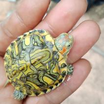 巴西龟苗老龟自产自销。