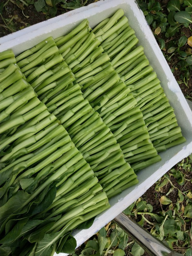 湖北武汉菜苔精品菜心诚信经营对接电商平台