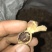 春砂仁