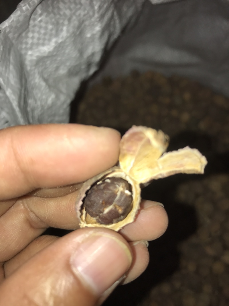 春砂仁