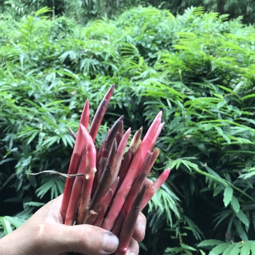 春砂仁