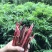 春砂仁