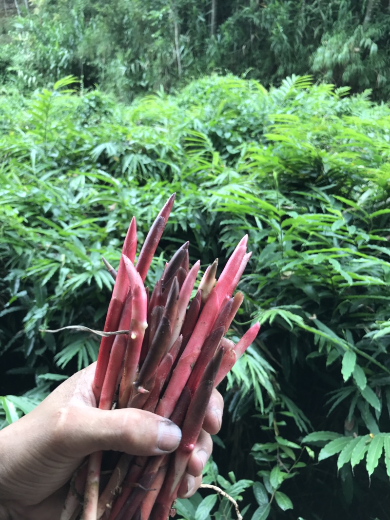春砂仁