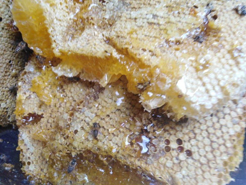 土蜂蜜农家土蜂蜜岷县素子沟蜂蜜