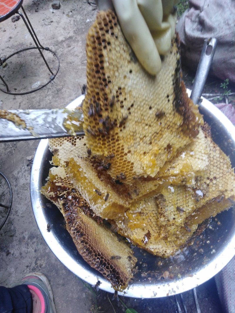 土蜂蜜农家土蜂蜜岷县素子沟蜂蜜