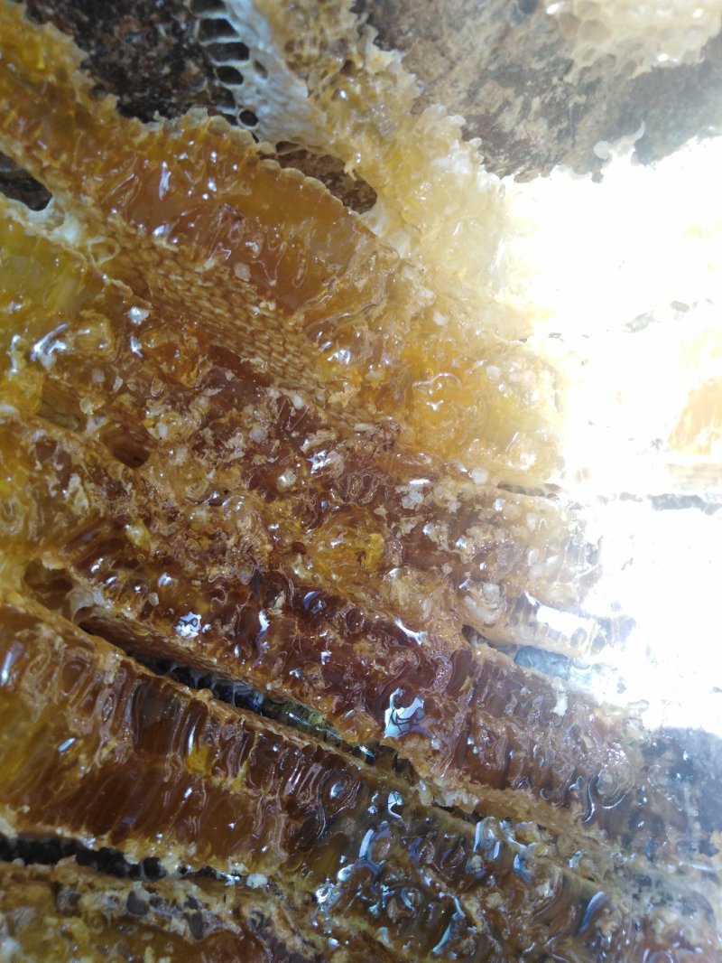 土蜂蜜农家土蜂蜜岷县素子沟蜂蜜