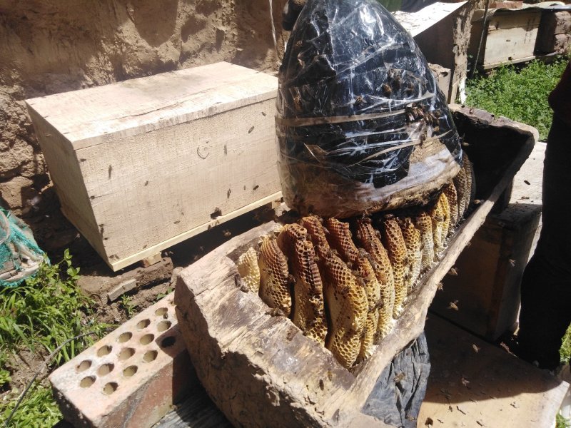 土蜂蜜农家土蜂蜜岷县素子沟蜂蜜