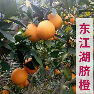 东江湖脐橙(湖南郴州资兴东江湖清江)