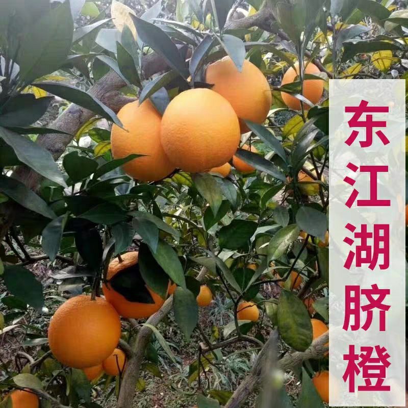 东江湖脐橙(湖南郴州资兴东江湖清江)