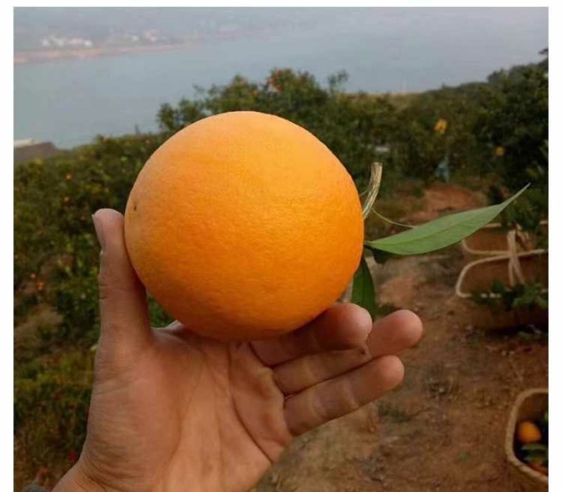 东江湖脐橙(湖南郴州资兴东江湖清江)