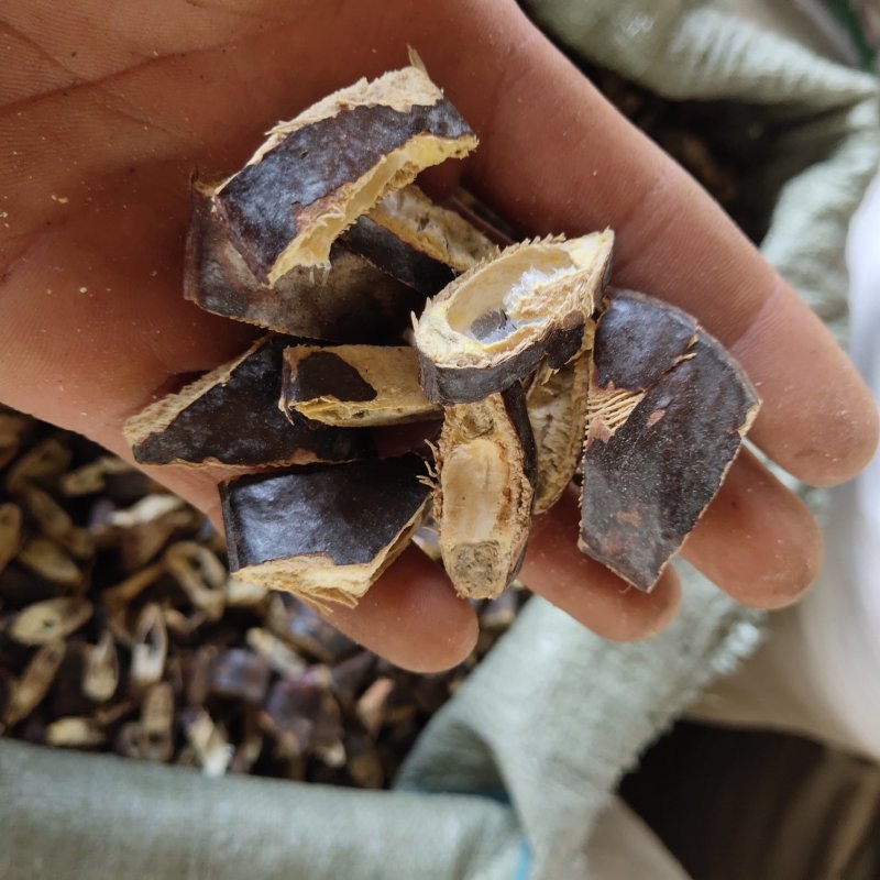 大皂角新货皂角片关书药业