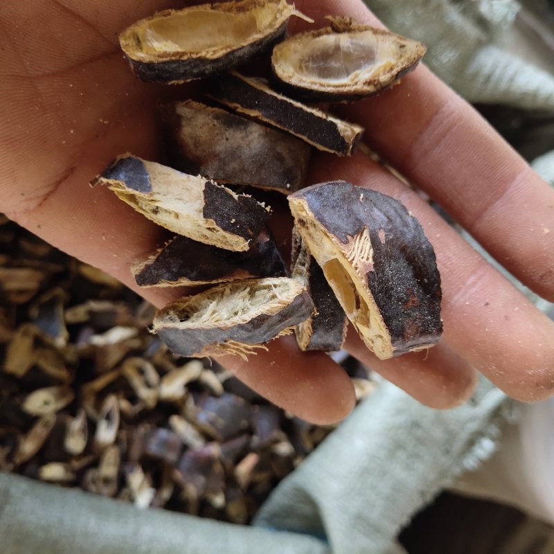大皂角新货皂角片关书药业