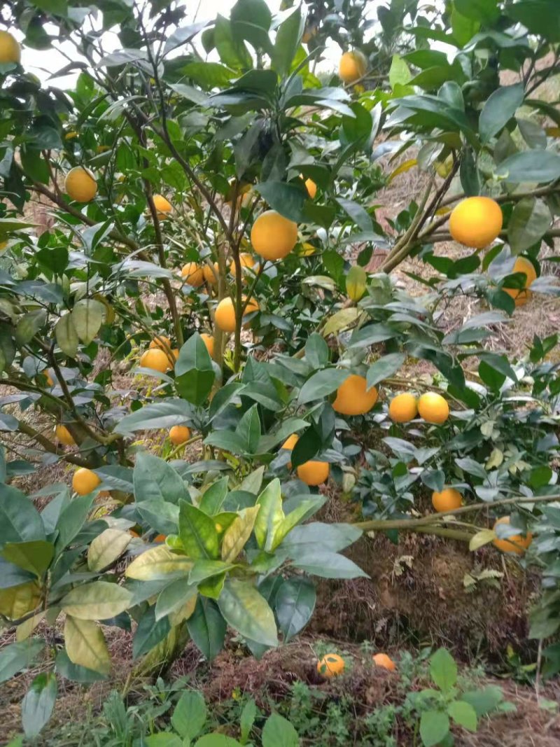 东江湖脐橙(湖南郴州资兴东江湖清江)