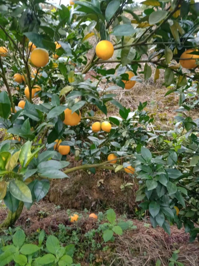 东江湖脐橙(湖南郴州资兴东江湖清江)