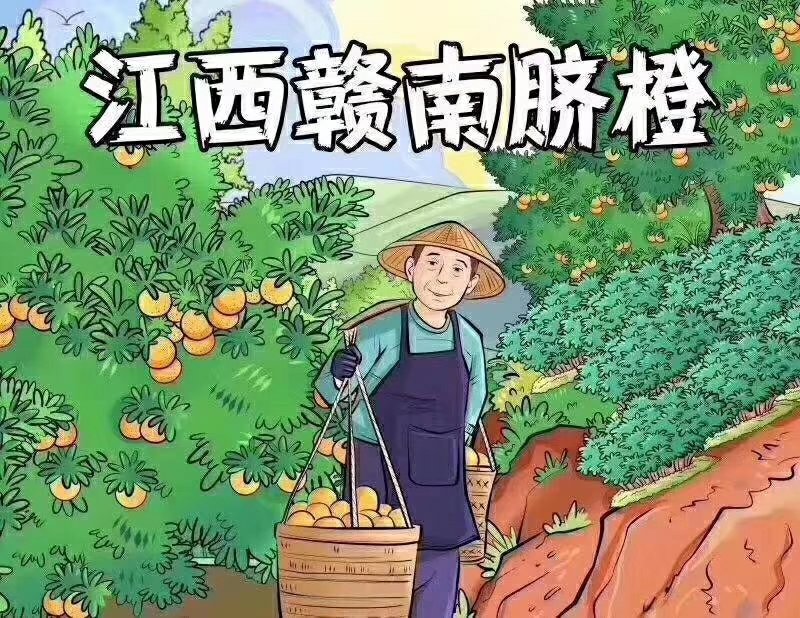 正宗赣南脐橙（试吃装）
