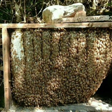 江西赣州盘古嶂深山土蜂蜜