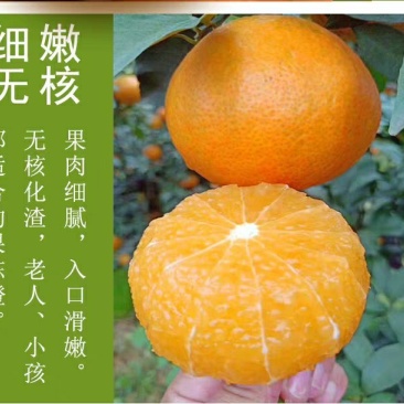 爱媛28号果冻橙红美人(湖南郴州东江湖清江)一件代发