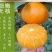 爱媛28号果冻橙红美人(湖南郴州东江湖清江)一件代发